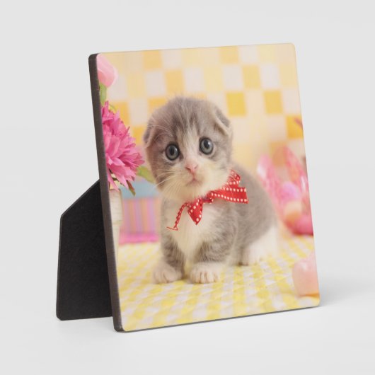 Munchkin Kitten Fotoplaat (Voorkant)