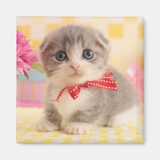 Munchkin Kitten Magneet (Voorkant)