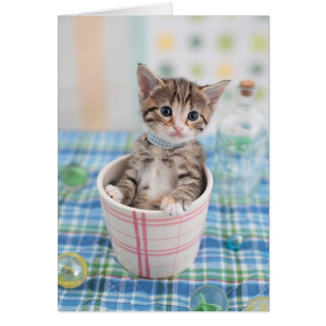 Münchkin Kitten met  lint (Voorkant)