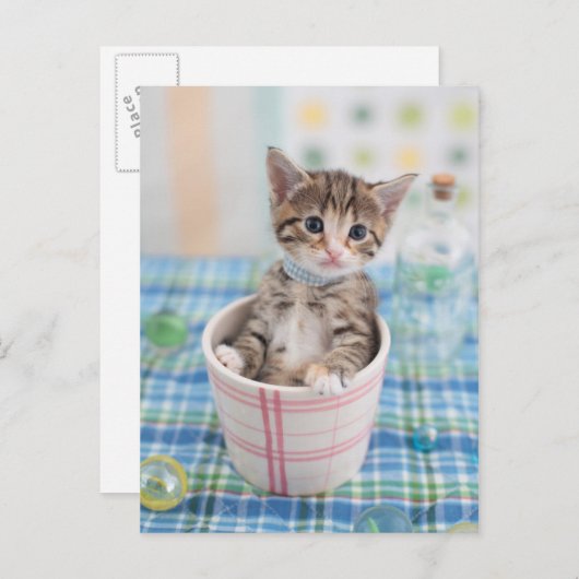 Münchkin Kitten met  lint Briefkaart (Voorkant / Achterkant)