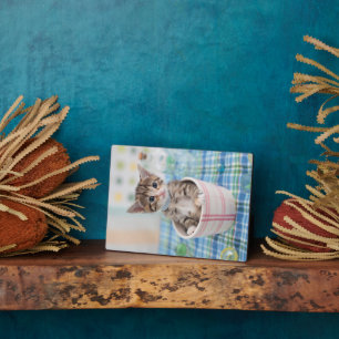 Münchkin Kitten met lint Fotoplaat