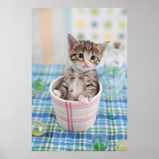 Münchkin Kitten met lint Poster (Voorkant)