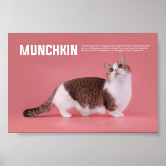Munchkin- of worst-kattenbrood poster