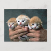 Munchkins Briefkaart (Voorkant)