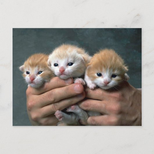 Munchkins Briefkaart (Voorkant)