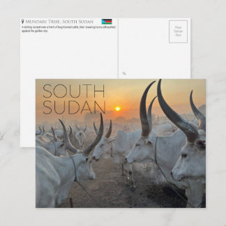 Mundari-rundvee, reisansichtkaart Zuid-Soedan Briefkaart