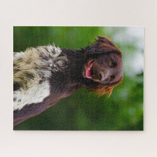 Munsterlander Dog. Legpuzzel (Horizontaal)