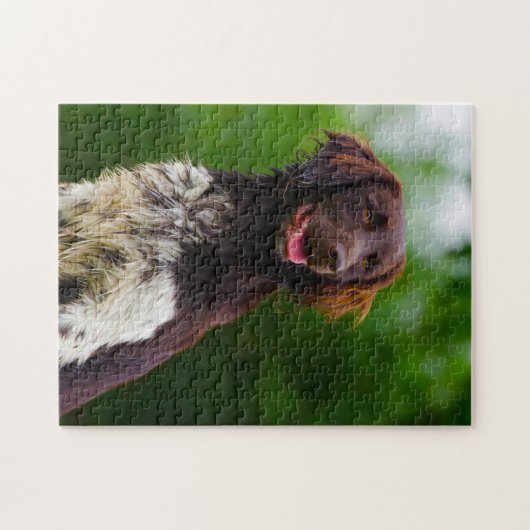 Munsterlander Dog. Legpuzzel (Horizontaal)