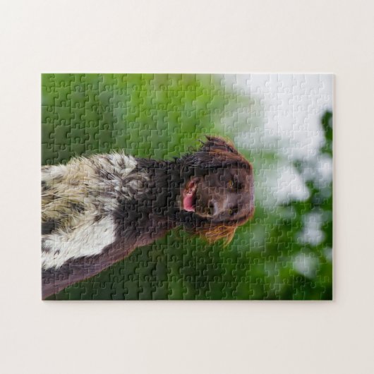 Munsterlander Dog. Legpuzzel (Horizontaal)