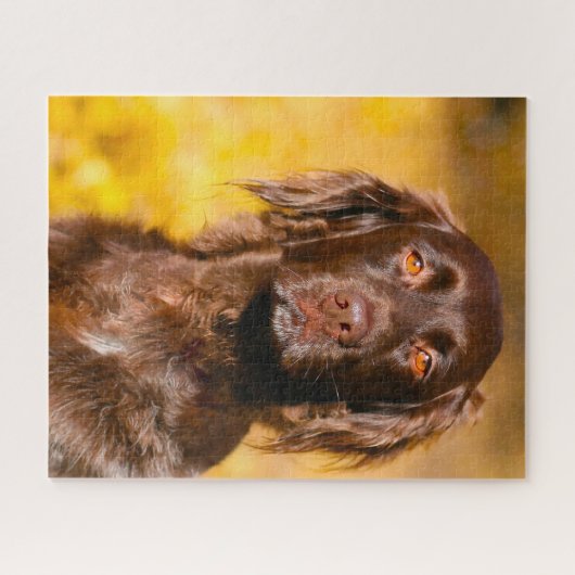 Munsterlander Dog. Legpuzzel (Horizontaal)