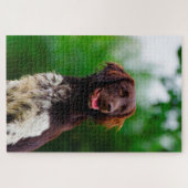 Münsterländer. Legpuzzel (Horizontaal)