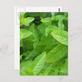 Munt Briefkaart (Voorkant / Achterkant)