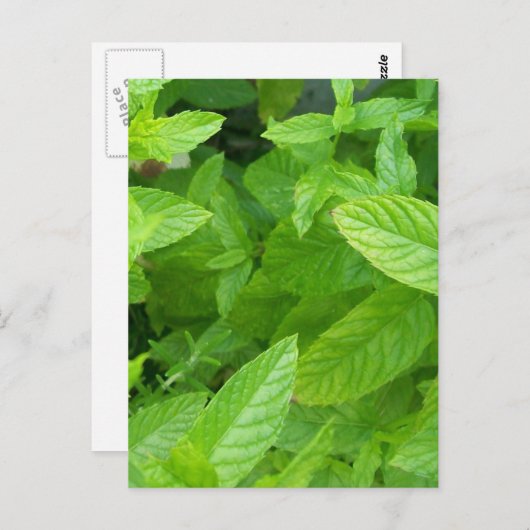 Munt Briefkaart (Voorkant / Achterkant)