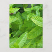 Munt Briefkaart (Voorkant)