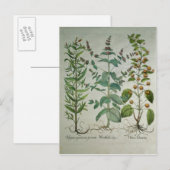 Munt: Crispa van Mentha Briefkaart (Voorkant / Achterkant)