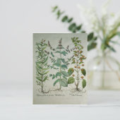 Munt: Crispa van Mentha Briefkaart (Staand voorkant)