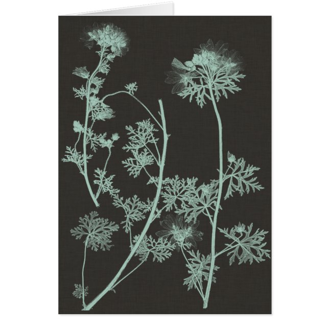 Munt & Natuur van houtskool Onderzoek IV (Voorkant)