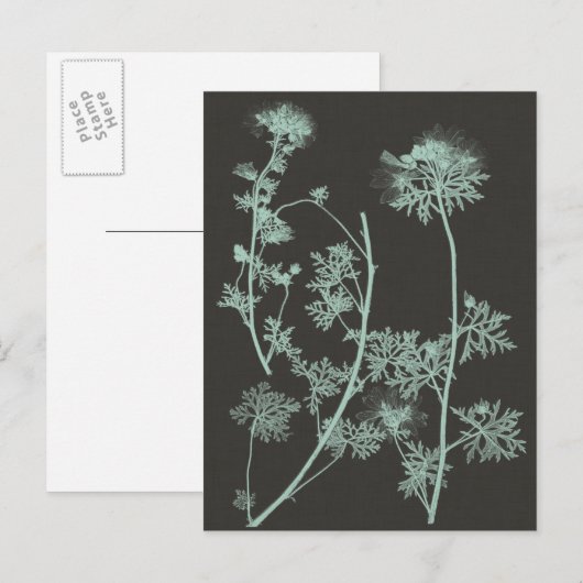 Munt & Natuur van houtskool Onderzoek IV Briefkaart (Voorkant / Achterkant)