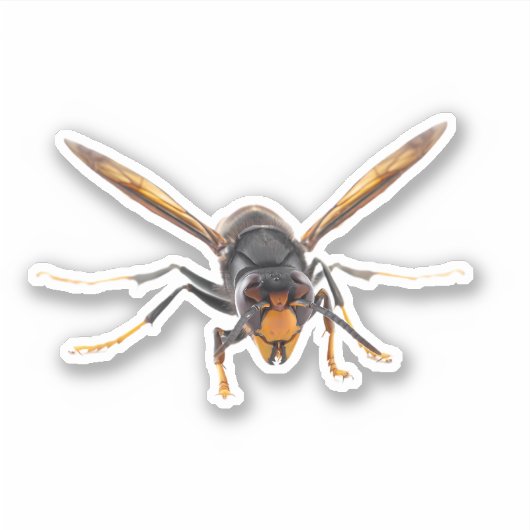 Murder Hornet Sticker (Voorkant)
