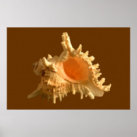 Murex Ramous Poster (Voorkant)