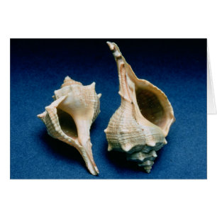 Murex shell