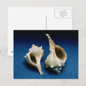 Murex shell briefkaart (Voorkant / Achterkant)