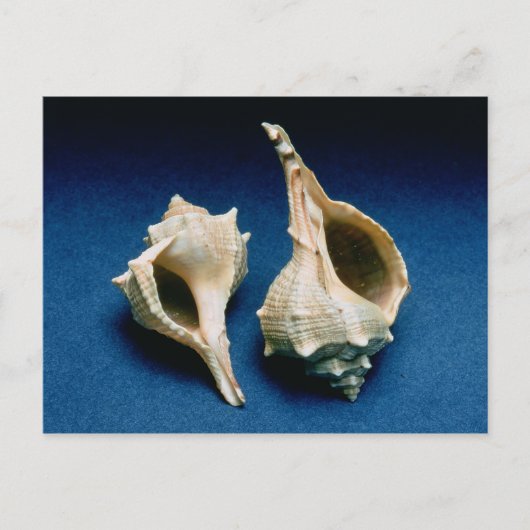 Murex shell briefkaart (Voorkant)