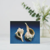 Murex shell briefkaart (Staand voorkant)