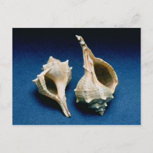 Murex shell briefkaart