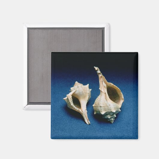 Murex shell magneet (Voorkant / Achterkant)