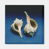 Murex shell magneet (Voorkant)