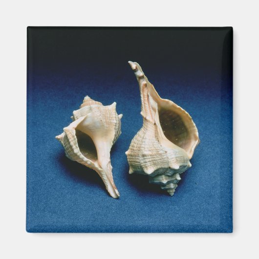 Murex shell magneet (Voorkant)