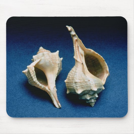 Murex shell muismat (Voorkant)