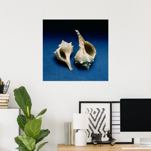 Murex shell poster (Thuiskantoor)