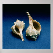 Murex shell poster (Voorkant)