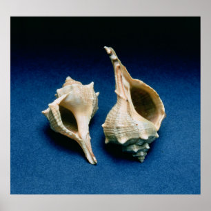 Murex shell poster