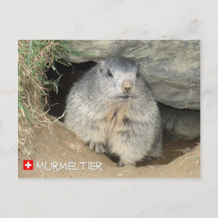 Murmeltier, Schweiz / Marmot, Zwitserland Briefkaart