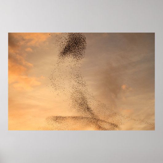 Murmuration of Starling Print (Voorkant)