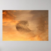 Murmuration of Starlings Print (Voorkant)