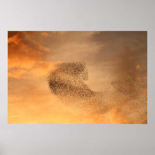 Murmuration of Starlings Print (Voorkant)