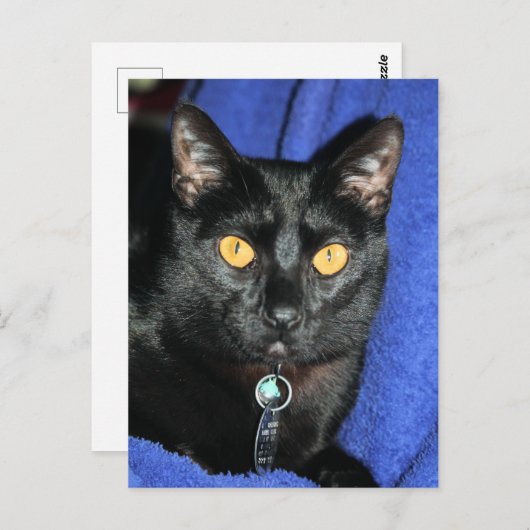 Murphy Briefkaart (Voorkant / Achterkant)