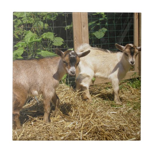 Murphy en Corky Tegeltje (Voorkant)