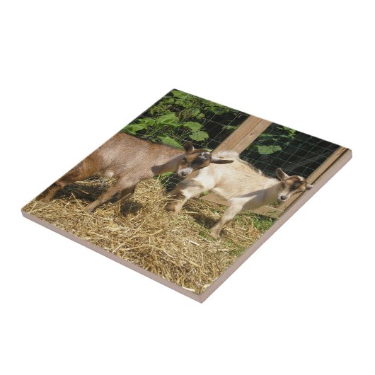 Murphy en Corky Tegeltje (Zijkant)