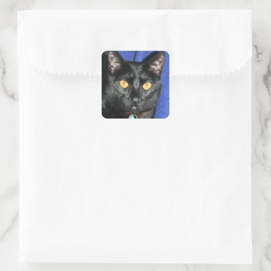 Murphy Vierkante Sticker (Tas)