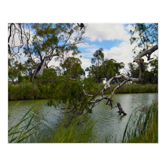 Murray Australia, Tree Branches, Poster (Voorkant)