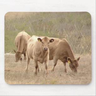 murray grays muismat