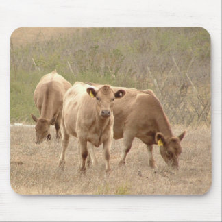 murray grays muismat