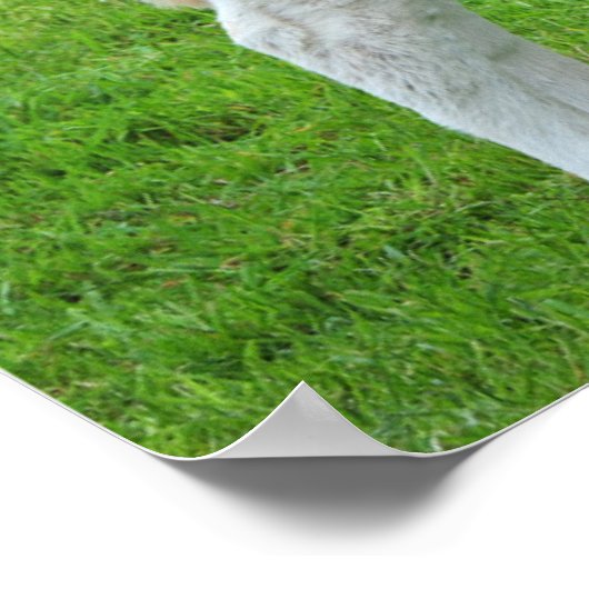 Murray Grijze kalveren (typische landelijke scène  Poster (Hoek)