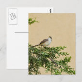 Mus Briefkaart (Voorkant / Achterkant)