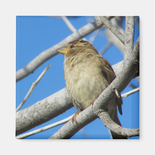 Mus op de boom magneet (Voorkant)